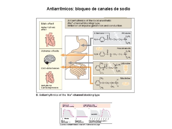 Antiarrítmicos: bloqueo de canales de sodio 