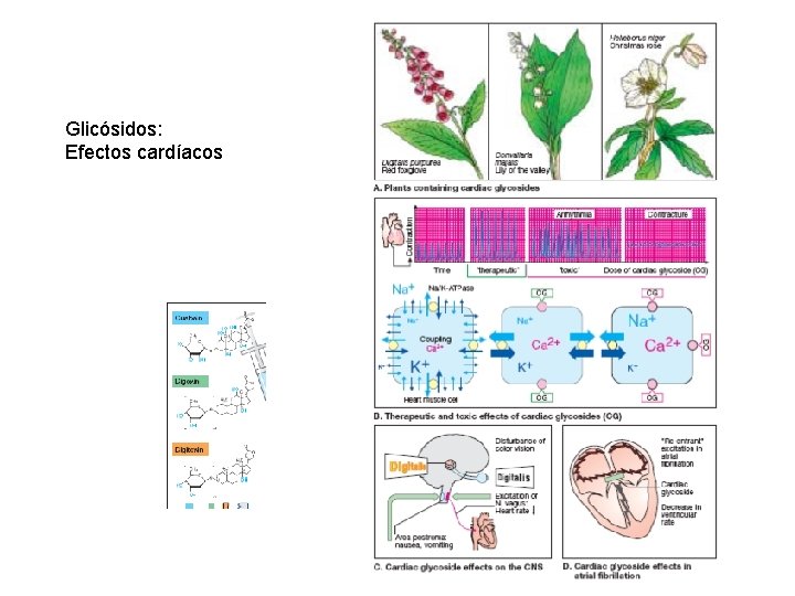 Glicósidos: Efectos cardíacos 