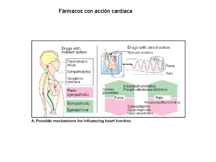 Fármacos con acción cardíaca Fármacos con acción cardíaca