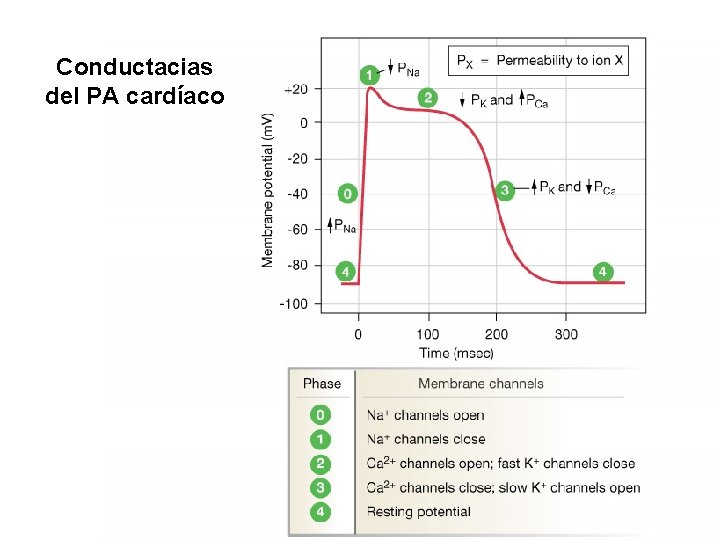 Conductacias del PA cardíaco Conductacias del PA cardíaco