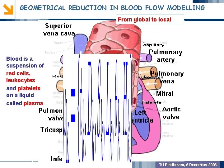 GEOMETRICAL REDUCTION IN BLOOD FLOW MODELLING From global to local GEOMETRIC PREPROCSSING Blood is