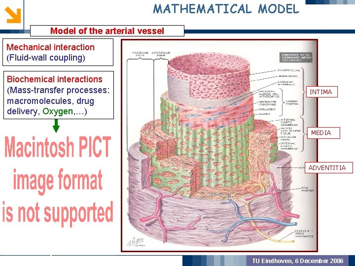 MATHEMATICAL MODEL Model of the arterial vessel Mechanical interaction (Fluid-wall coupling) GEOMETRIC PREPROCSSING Biochemical