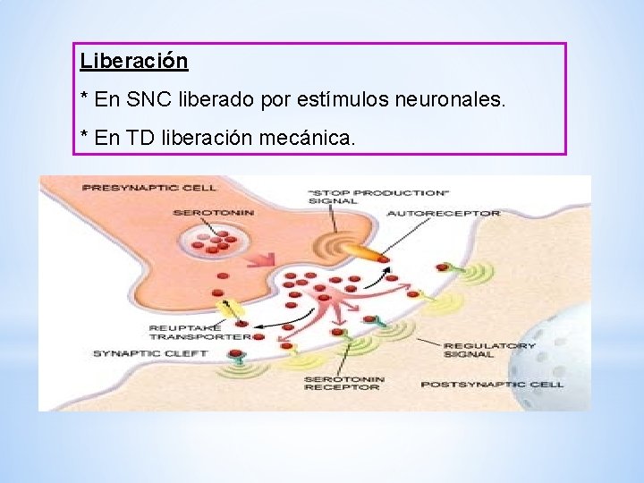 Liberación * En SNC liberado por estímulos neuronales. * En TD liberación mecánica. Liberación * En SNC liberado por estímulos neuronales. * En TD liberación mecánica.