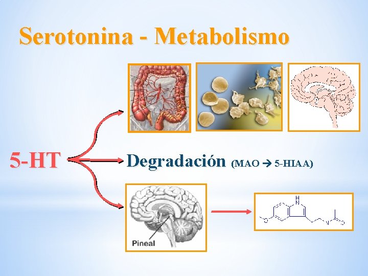 Serotonina - Metabolismo 5 -HT Degradación (MAO 5 -HIAA) Serotonina - Metabolismo 5 -HT Degradación (MAO 5 -HIAA)