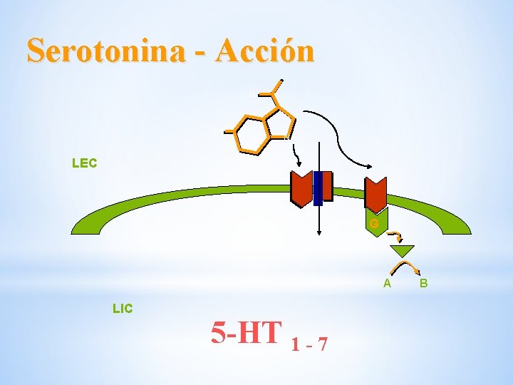Serotonina - Acción N OH N LEC G A LIC 5 -HT 1 - Serotonina - Acción N OH N LEC G A LIC 5 -HT 1 -