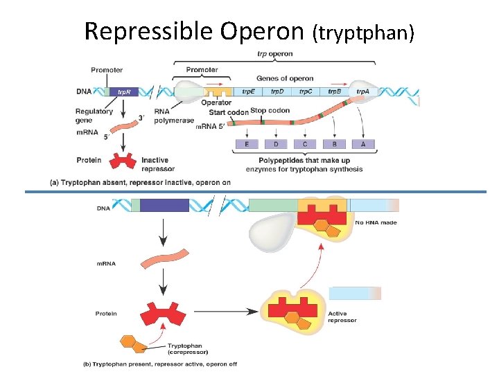 Repressible Operon (tryptphan) 