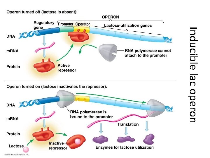 Inducible lac operon 