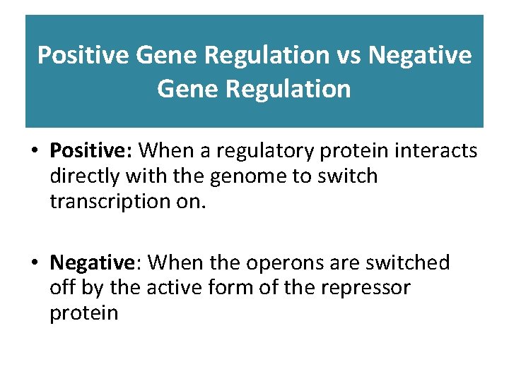 Positive Gene Regulation vs Negative Gene Regulation • Positive: When a regulatory protein interacts