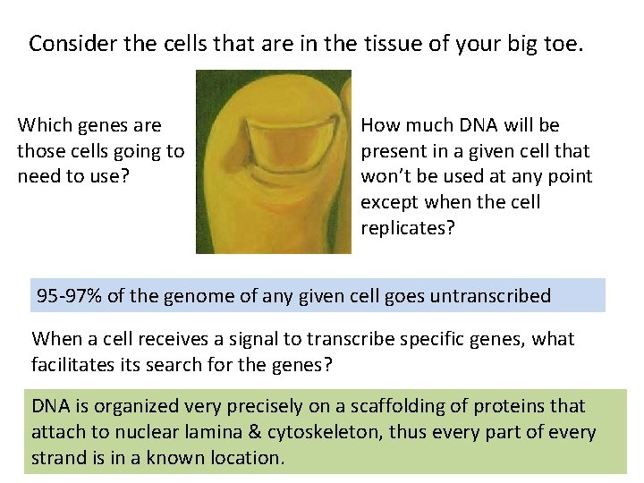 Consider the cells that are in the tissue of your big toe. Which genes