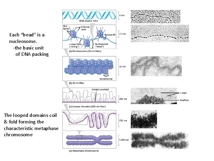 Each “bead” is a nucleosome. -the basic unit of DNA packing The looped domains