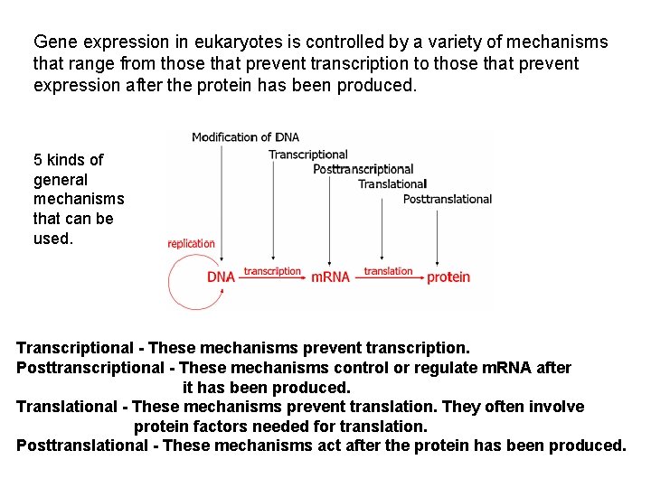 Gene expression in eukaryotes is controlled by a variety of mechanisms that range from