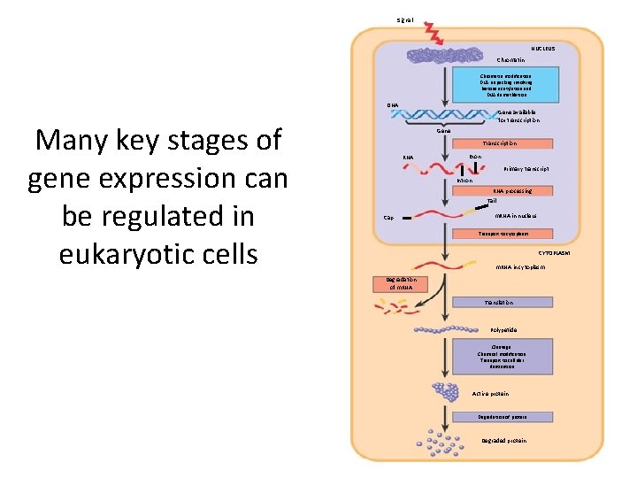 Signal NUCLEUS Chromatin modification: DNA unpacking involving histone acetylation and DNA demethlation DNA Many