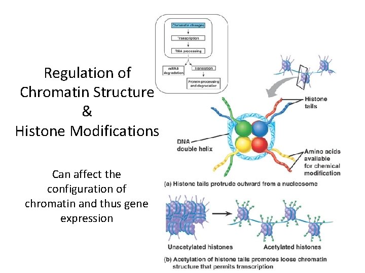 Regulation of Chromatin Structure & Histone Modifications Can affect the configuration of chromatin and