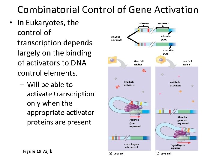 Combinatorial Control of Gene Activation • In Eukaryotes, the control of transcription depends largely