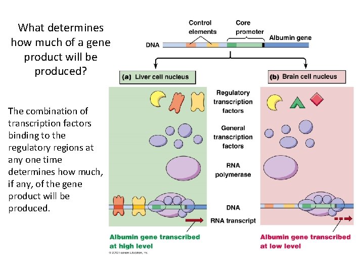 What determines how much of a gene product will be produced? The combination of