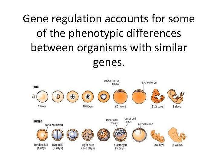 Gene regulation accounts for some of the phenotypic differences between organisms with similar genes.