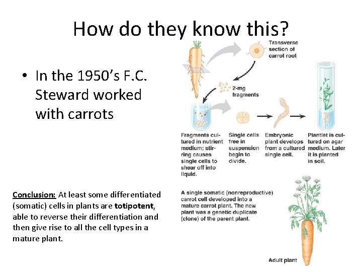 How do they know this? • In the 1950’s F. C. Steward worked with