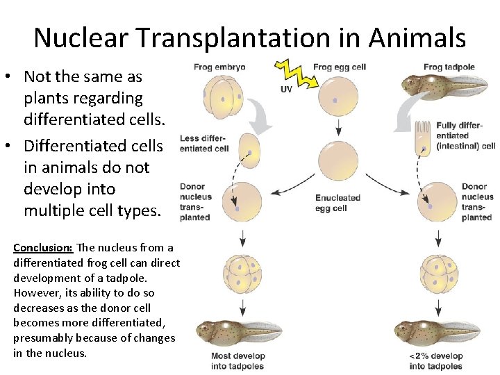 Nuclear Transplantation in Animals • Not the same as plants regarding differentiated cells. •