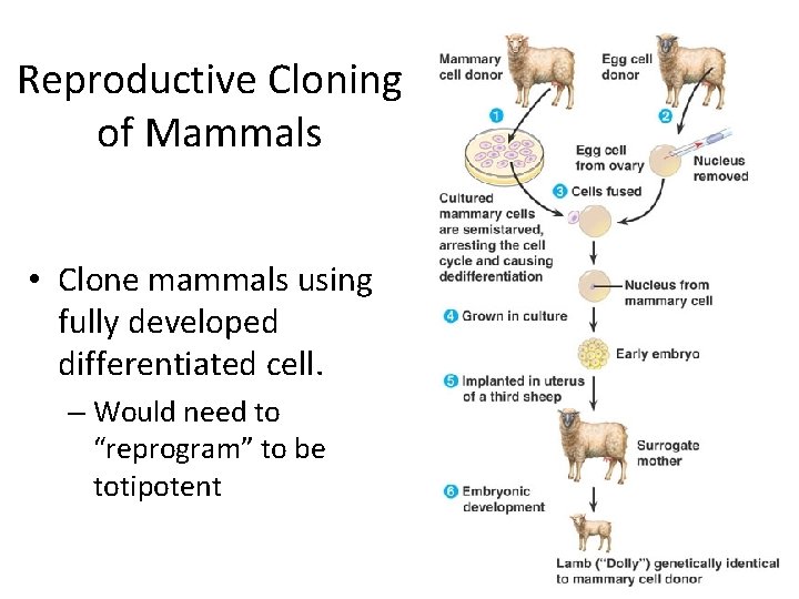 Reproductive Cloning of Mammals • Clone mammals using fully developed differentiated cell. – Would