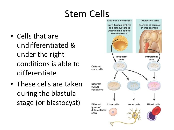 Stem Cells • Cells that are undifferentiated & under the right conditions is able