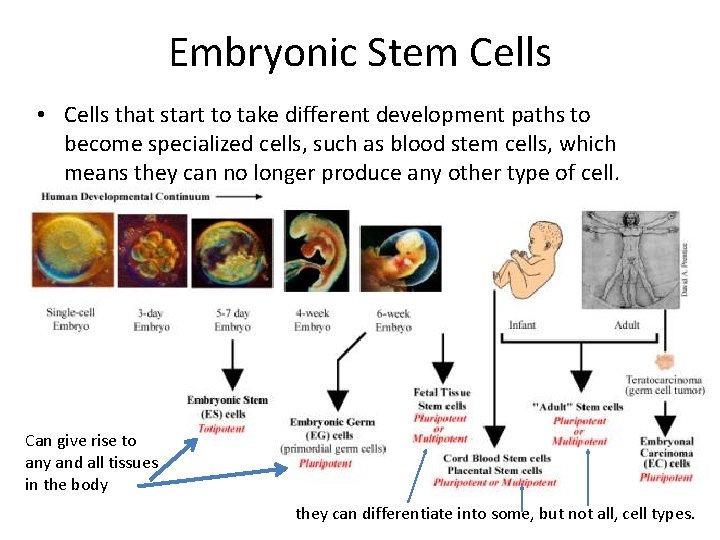 Embryonic Stem Cells • Cells that start to take different development paths to become