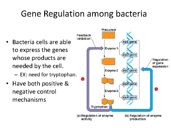 Gene Regulation among bacteria • Bacteria cells are able to express the genes whose