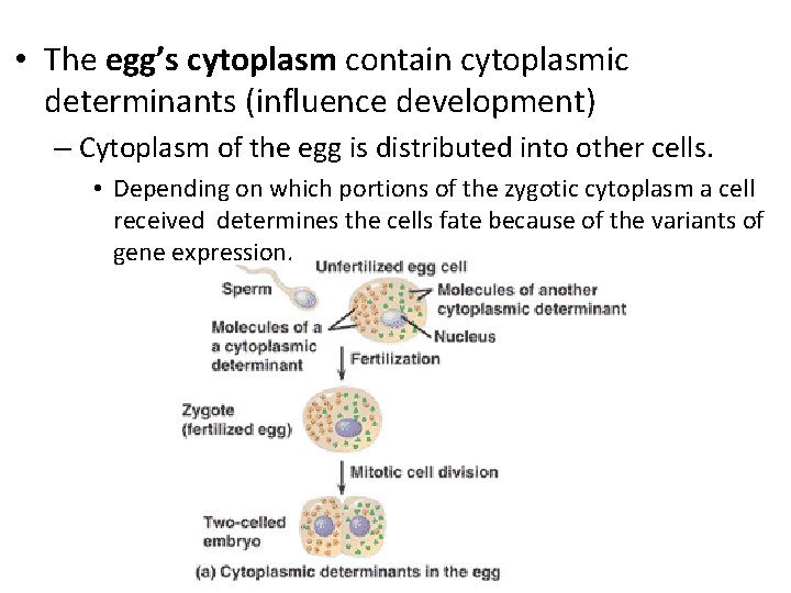  • The egg’s cytoplasm contain cytoplasmic determinants (influence development) – Cytoplasm of the