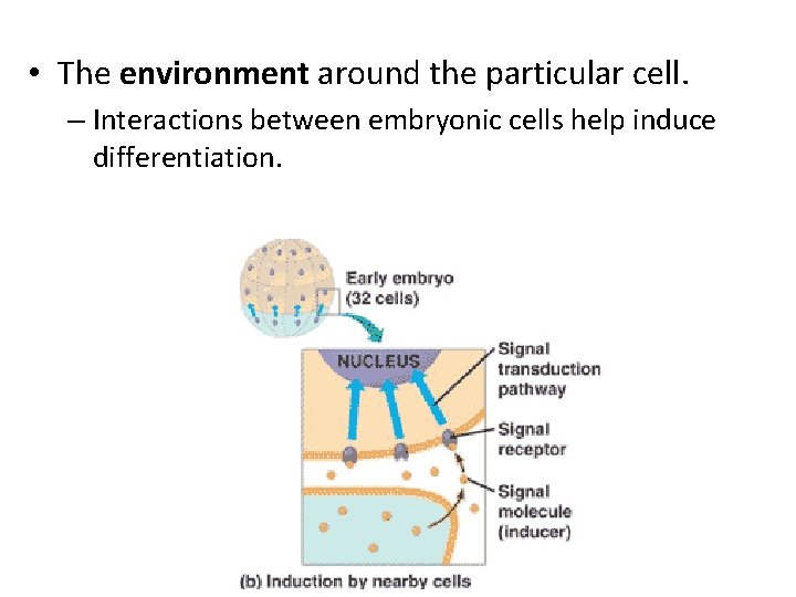  • The environment around the particular cell. – Interactions between embryonic cells help