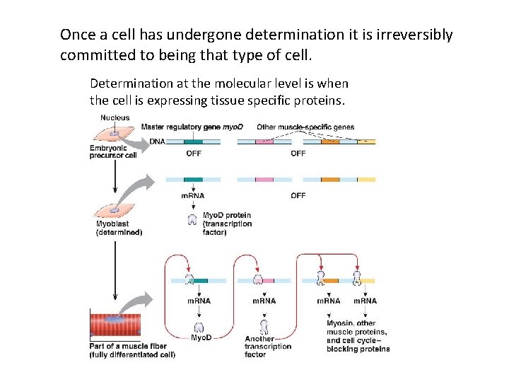 Once a cell has undergone determination it is irreversibly committed to being that type