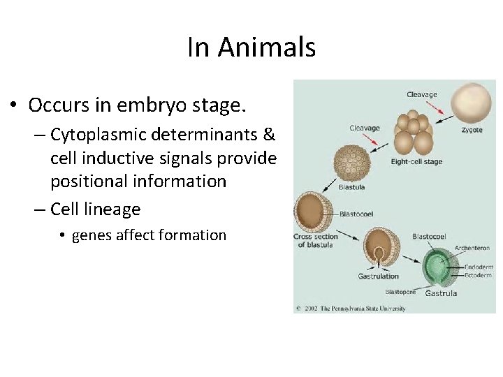 In Animals • Occurs in embryo stage. – Cytoplasmic determinants & cell inductive signals