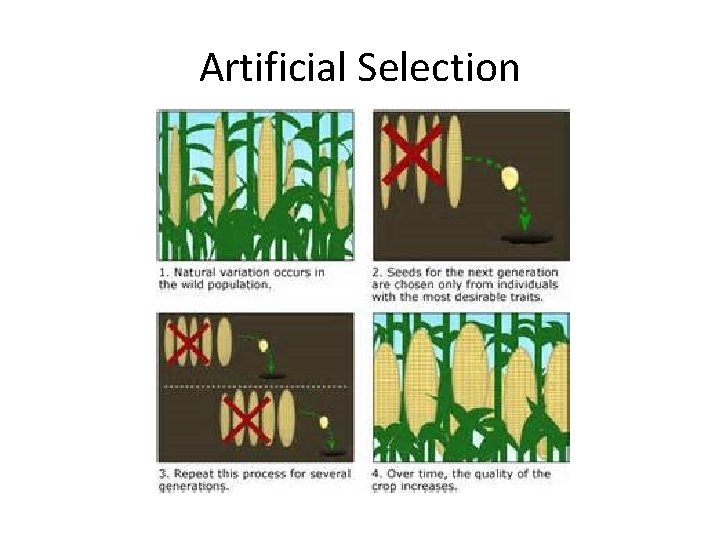 Artificial Selection 