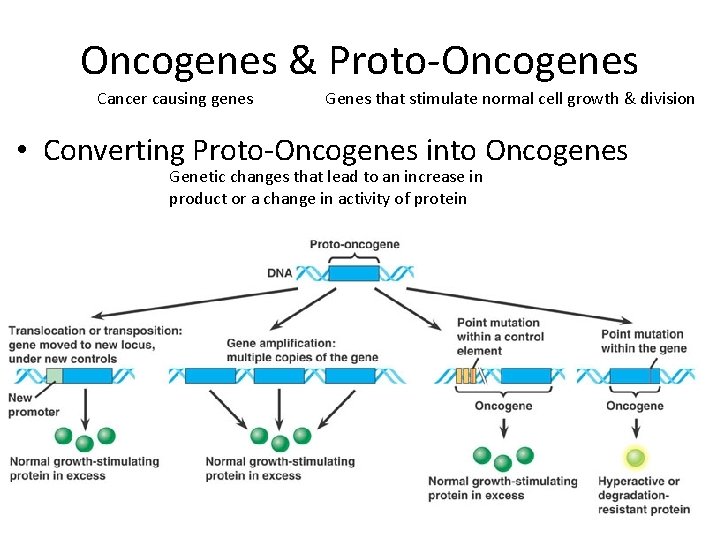 Oncogenes & Proto-Oncogenes Cancer causing genes Genes that stimulate normal cell growth & division