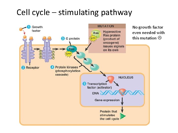 Cell cycle – stimulating pathway No growth factor even needed with this mutation 