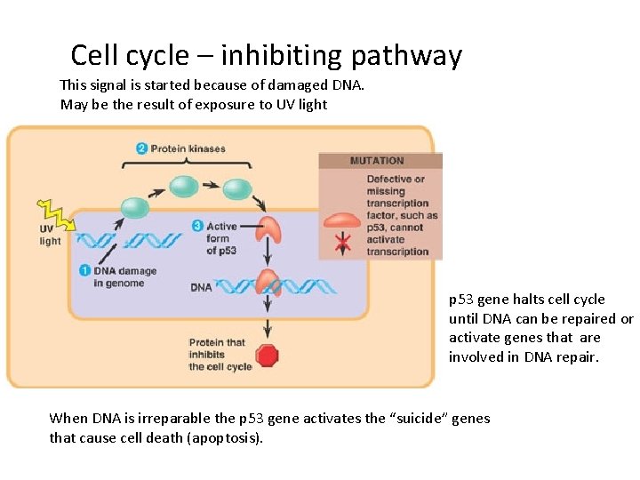 Cell cycle – inhibiting pathway This signal is started because of damaged DNA. May