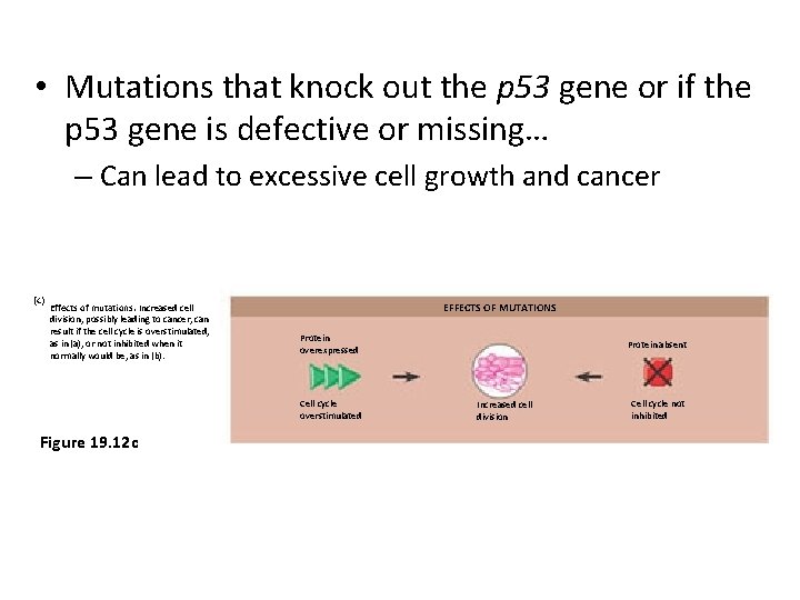  • Mutations that knock out the p 53 gene or if the p