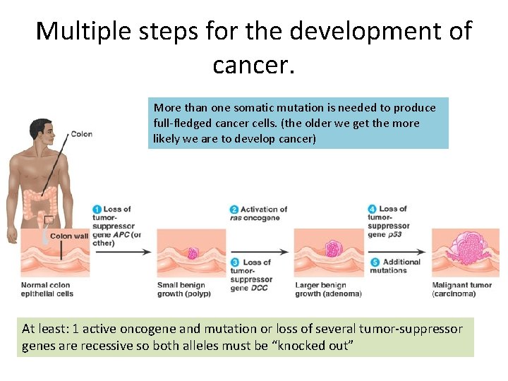 Multiple steps for the development of cancer. More than one somatic mutation is needed