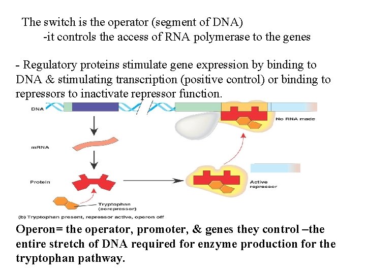 The switch is the operator (segment of DNA) -it controls the access of RNA