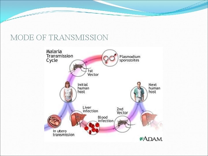 MODE OF TRANSMISSION MODE OF TRANSMISSION