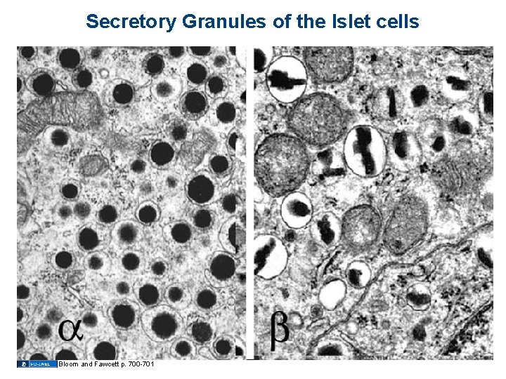 Secretory Granules of the Islet cells Bloom and Fawcett p. 700 -701 