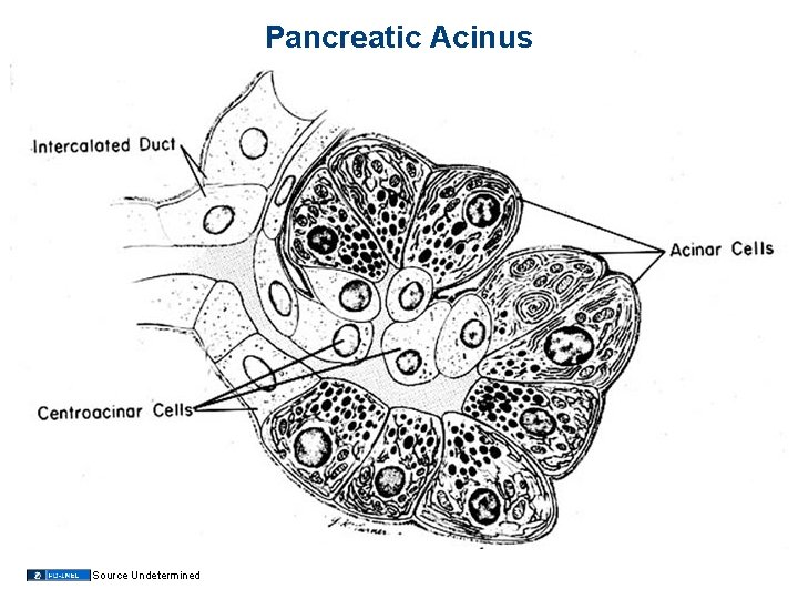 Pancreatic Acinus Source Undetermined Pancreatic Acinus Source Undetermined
