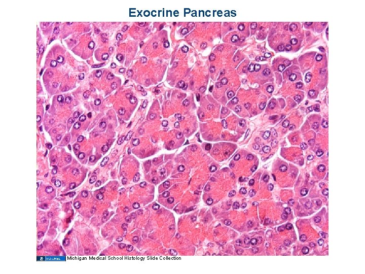 Exocrine Pancreas Michigan Medical School Histology Slide Collection 