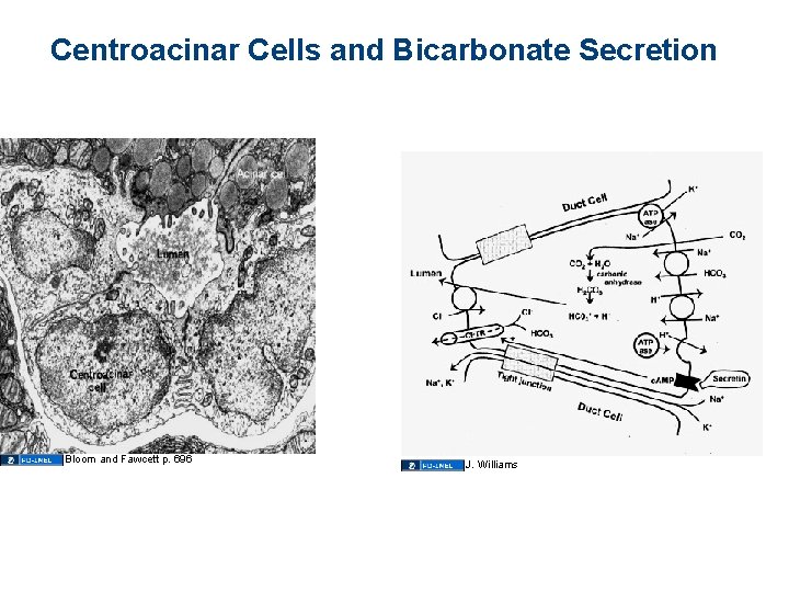 Centroacinar Cells and Bicarbonate Secretion Bloom and Fawcett p. 696 J. Williams 