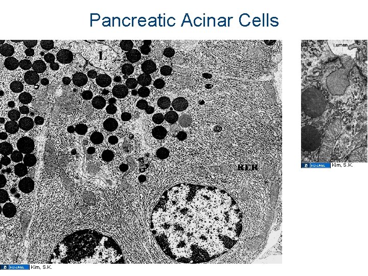 Pancreatic Acinar Cells Kim, S. K. 