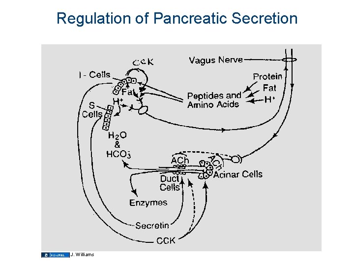 Regulation of Pancreatic Secretion J. Williams 