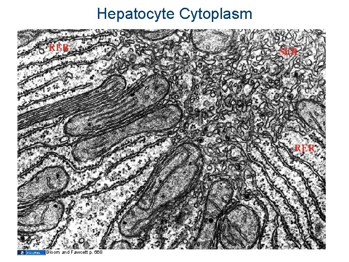 Hepatocyte Cytoplasm Bloom and Fawcett p. 668 