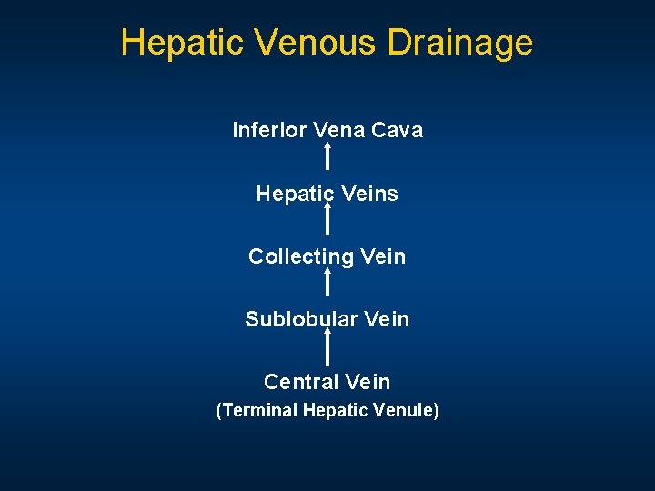 Hepatic Venous Drainage Inferior Vena Cava Hepatic Veins Collecting Vein Sublobular Vein Central Vein