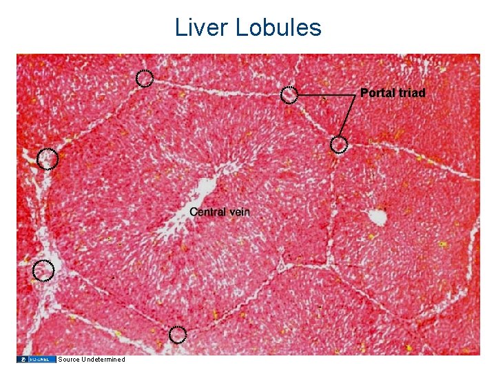 Liver Lobules Portal triad Source Undetermined 