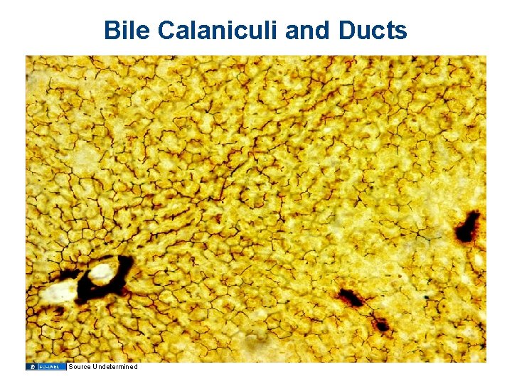 Bile Calaniculi and Ducts Source Undetermined 