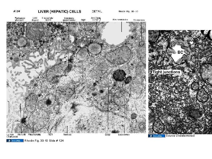 Source Undetermined Rhodin Fig. 30 -10 Slide # 124 