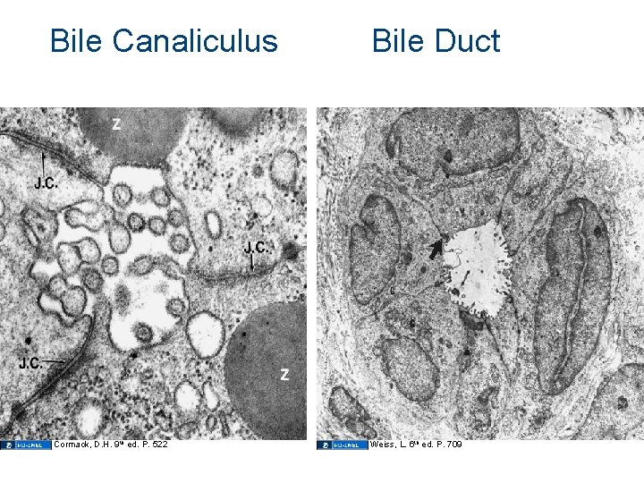 Bile Canaliculus Cormack, D. H. 9 th ed. P. 522 Bile Duct Weiss, L.